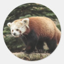 Search for red pandas stickers Animal