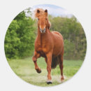 Search for icelandic horses stickers Animal