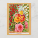 Search for vintage flower seeds postcards Gardening