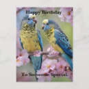 Search for budgies postcards Bird