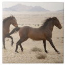 Search for namibia tiles Nobody