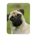Search for cock magnets Dog