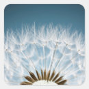 Search for weed square stickers Dandelion