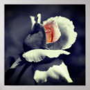 Search for black and white rose photography posters Floral