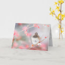 Search for junco cards Photography