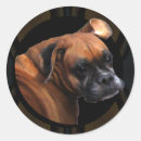 Search for boxer stickers Canine