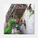 Search for geranium magnets Photography