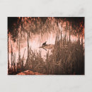 Search for pond turtle cards Nature