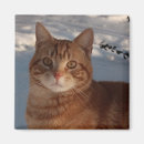 Search for kittie magnets Kittens