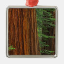 Search for giants the christmas tree decorations Forest