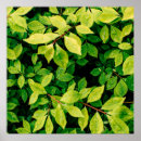 Search for natural posters Beautiful