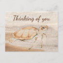 Search for sea turtle art postcards Animal