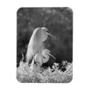 Search for alba magnets Great egret