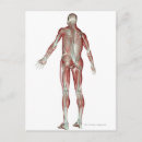 Search for musculoskeletal posters People