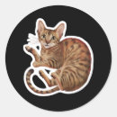 Search for abyssinian stickers Animal