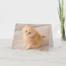 Search for longhair cards Cat