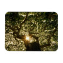 Search for canopy magnets Tree