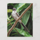 Search for amazone postcards Bird