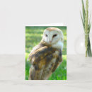Search for owl blank cards Nature