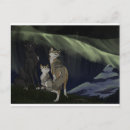 Search for grey wolves postcards Howling