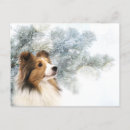 Search for shetland sheepdog postcards Sheltie