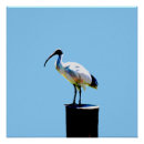 Search for painted chicken posters Bird