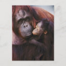 Search for orangutans postcards Pongo pygmaeus