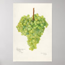 Search for bunch posters Grapes