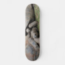 Search for the tortoise skateboards Cute