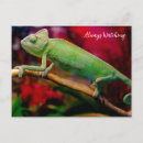 Search for exotic lizard postcards Reptile