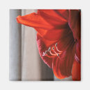 Search for macro flower magnets Floral