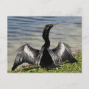 Search for anhinga postcards Bird