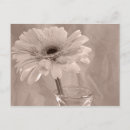 Search for tints photography Flower