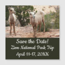 Search for ram photography Wildlife
