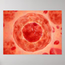 Search for chromosome posters Medical