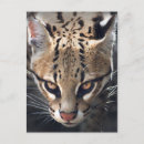 Search for fierce postcards Animals