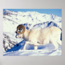 Search for herbivorous posters Animal