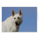 Search for white german shepherd postcards Bob and pam langrish