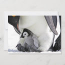 Search for antarctic cards Animals in the wild