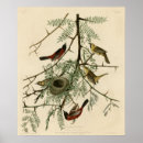 Search for oriole posters Birds
