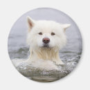 Search for samoyed magnets Cute
