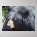 Search for black bear posters Animal