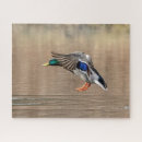 Search for mallard duck puzzles Animal