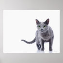 Search for russian blue cat art Feline