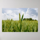 Search for crops posters Green