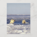Search for ice pack postcards Global warming