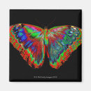 Search for backdrop magnets Butterfly