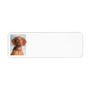 Search for vizsla return address labels Dog
