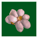 Search for magnolia art Botanical