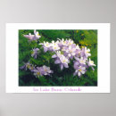 Search for columbine posters Flowers